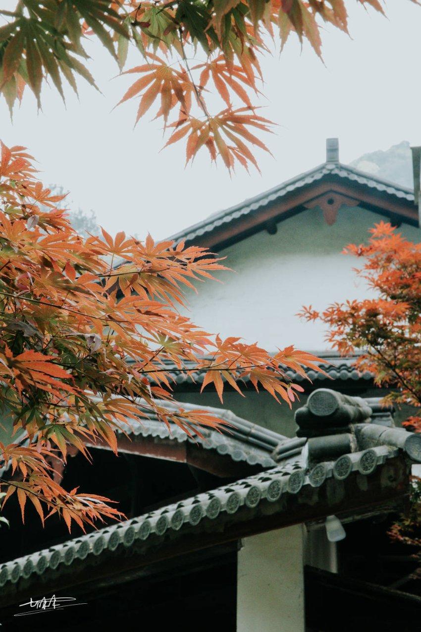 金普年货大集的魅力有多大?2.4米大锅熬羊汤,每天都得熬五六锅